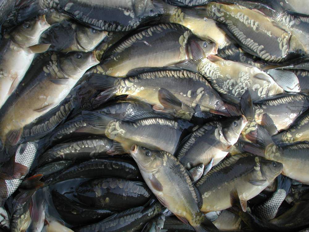 Шабровский пруд Платная рыбалка в Екатеринбурге